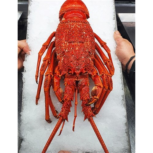 Crayfish