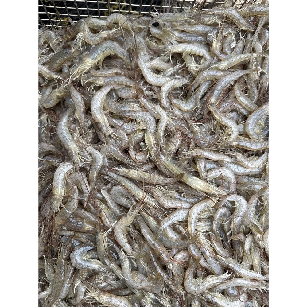 School Prawns 500gms (Trawler)