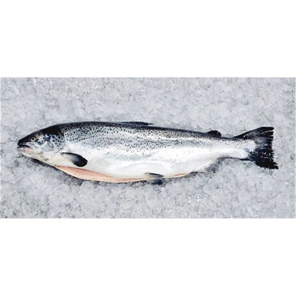 Atlantic Salmon Whole Unclean (A)
