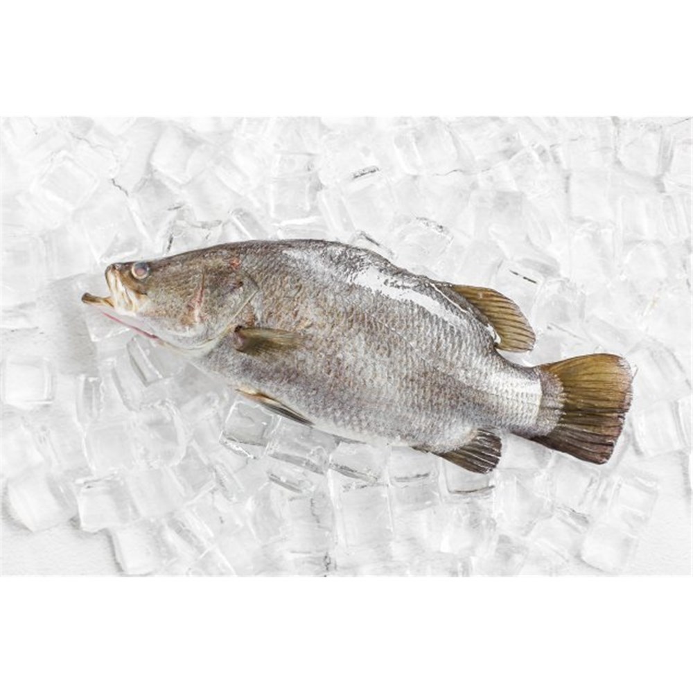 Barramundi Baby Whole - Unclean (A)