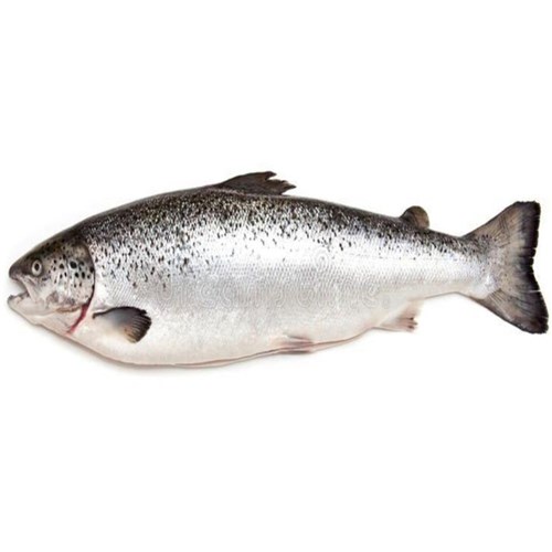 Atlantic Salmon - Whole - Market Style