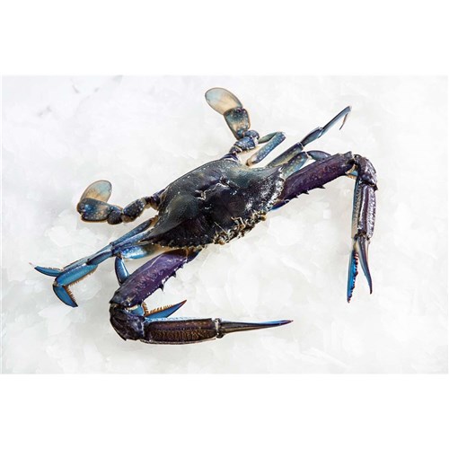 Crabs - Blue Swimmer (Raw)