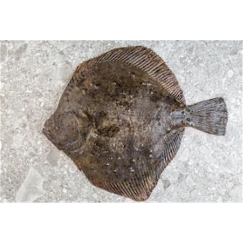 Flounder- Fresh  Whole 
