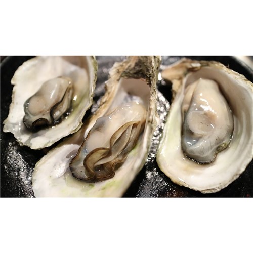 Oysters- Open (Per dz)