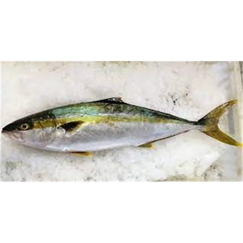 Yellow Tail - Fresh - WHOLE