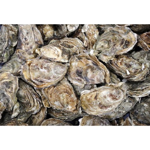 Oysters - UNOPENED      (Per dz)