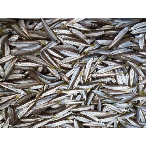 White Bait (Glassies) 1kg