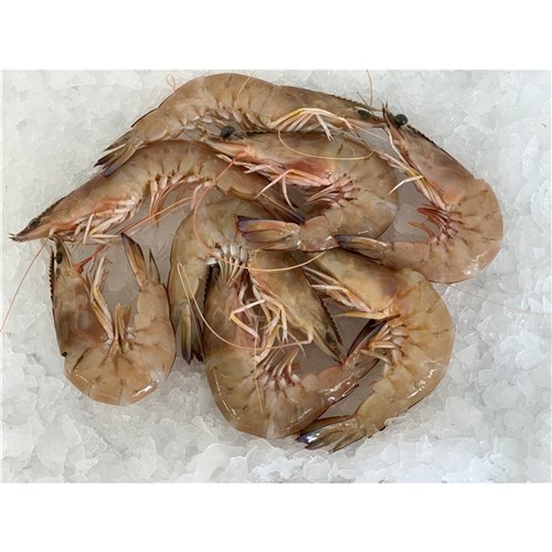 Prawns-King-Medium/Large (10/15)-Green 