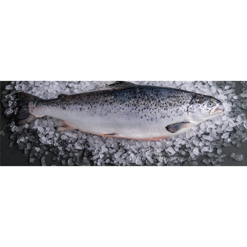Atlantic Salmon Whole Clean