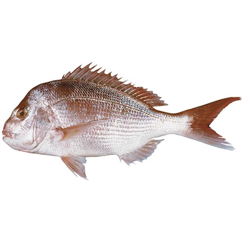 Snapper- Whole  (Large)