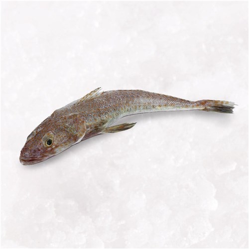 Flathead- Whole  (Cleaned)