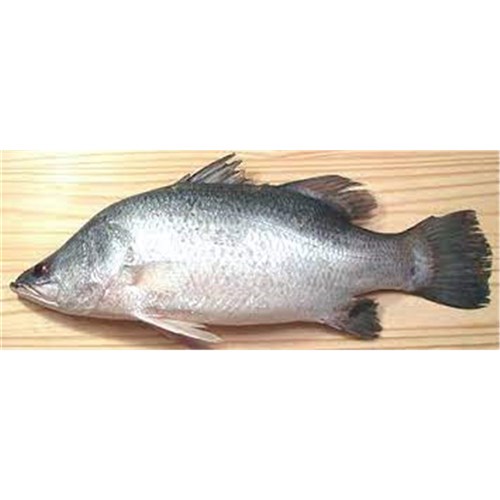 Barramundi Whole Cleaned