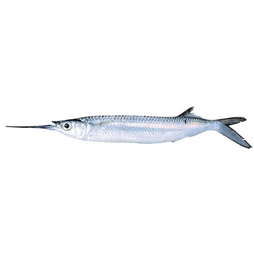 Garfish- Whole Uncleaned