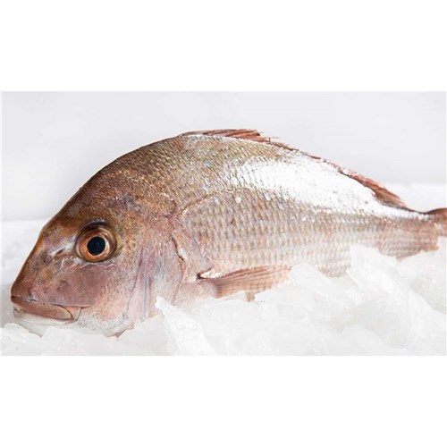Snapper- Whole  (Baby)