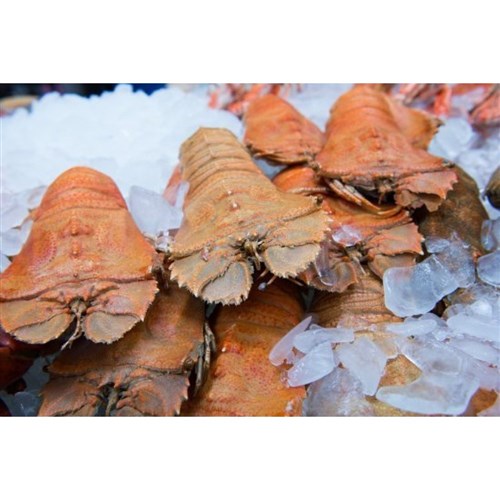 Bugs - Raw  (Moreton Bay)