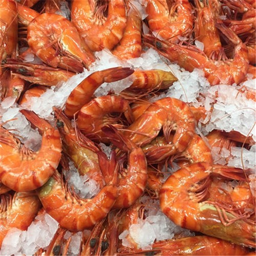 Prawns-King-Medium/Large (10/15) Cooked 