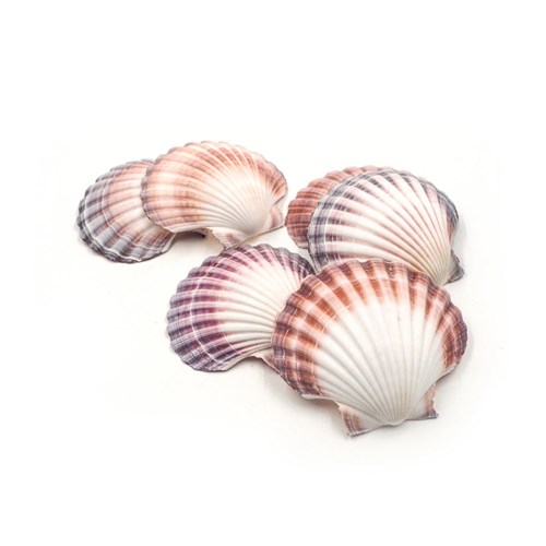 Scallop Shells 120's Box