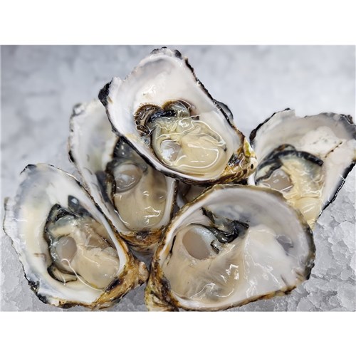 Oysters- Open (12 doz box) *FROZEN*