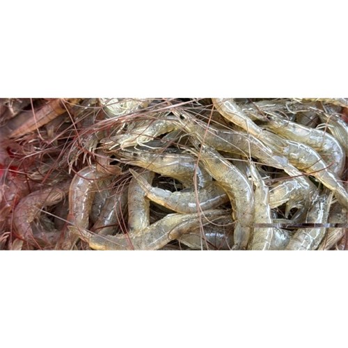 School (Trawler) Prawns 1kg