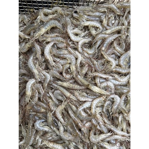 School Prawns 500gms (Trawler)