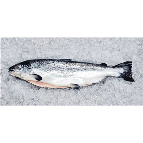 Atlantic Salmon Whole Unclean (A)