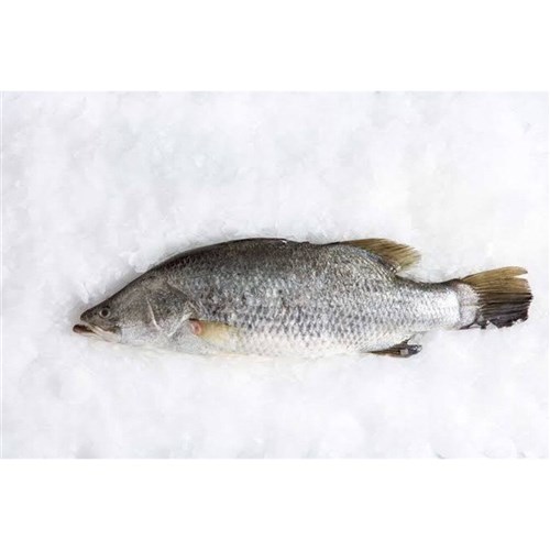 Barramundi Whole - Unclean (A)
