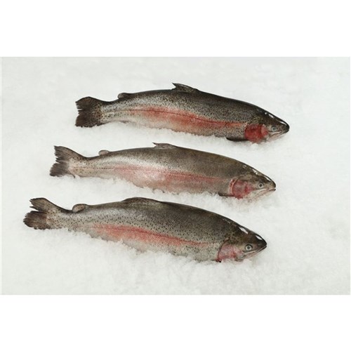 Ocean Trout Whole - Unclean (A)