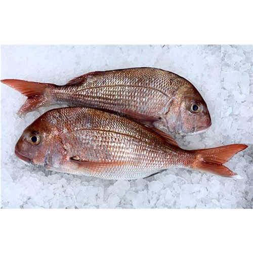 Snapper Baby Whole - Unclean (A)