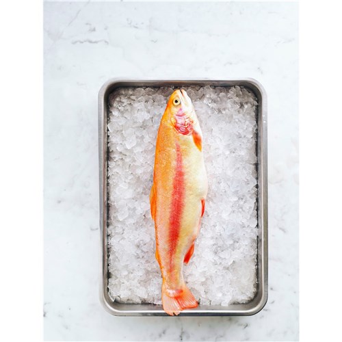 Golden Trout (A)